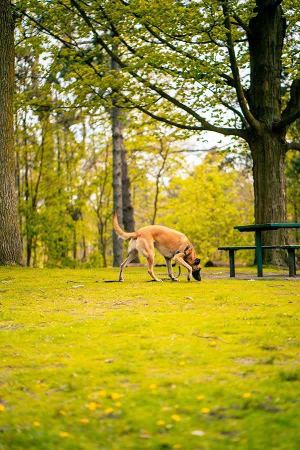 Dog Sniffing in the Park