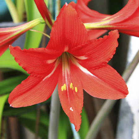 Amaryllis Amaryllis