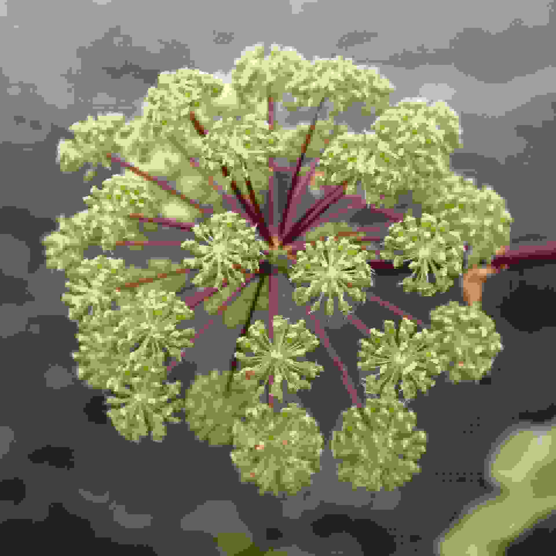 Angelica Angelica