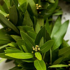 Bay Leaf Bay Leaf