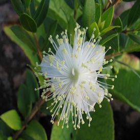 Myrtle Myrtle