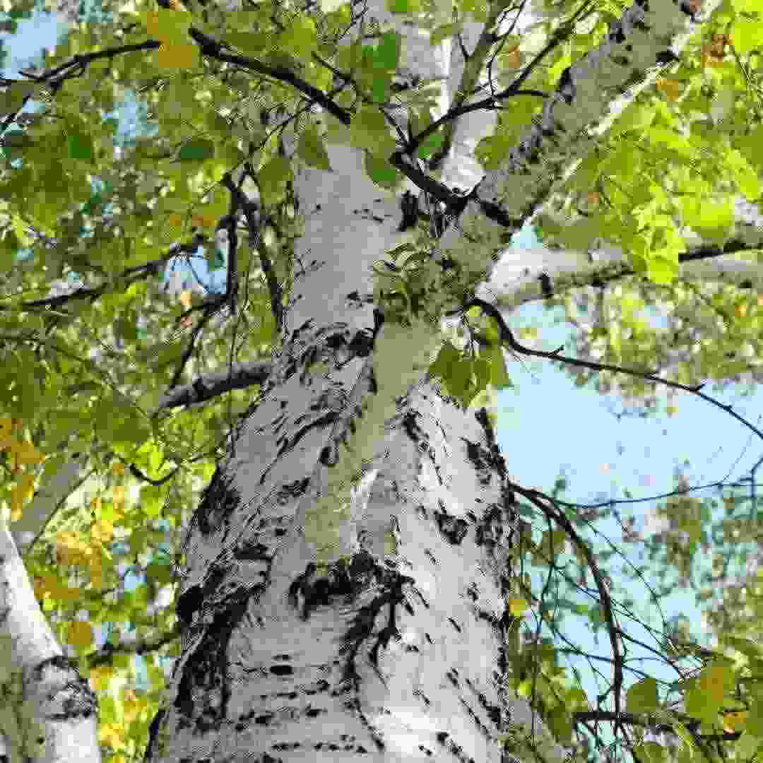 Birch Birch