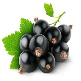 Black Currant Black Currant