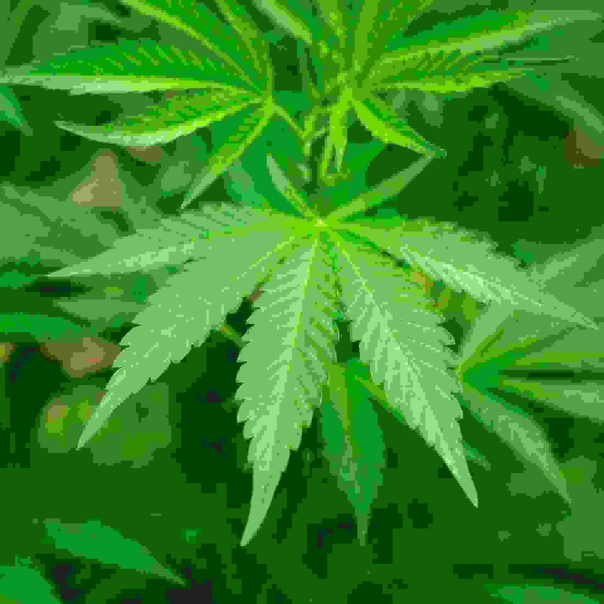Cannabis Cannabis