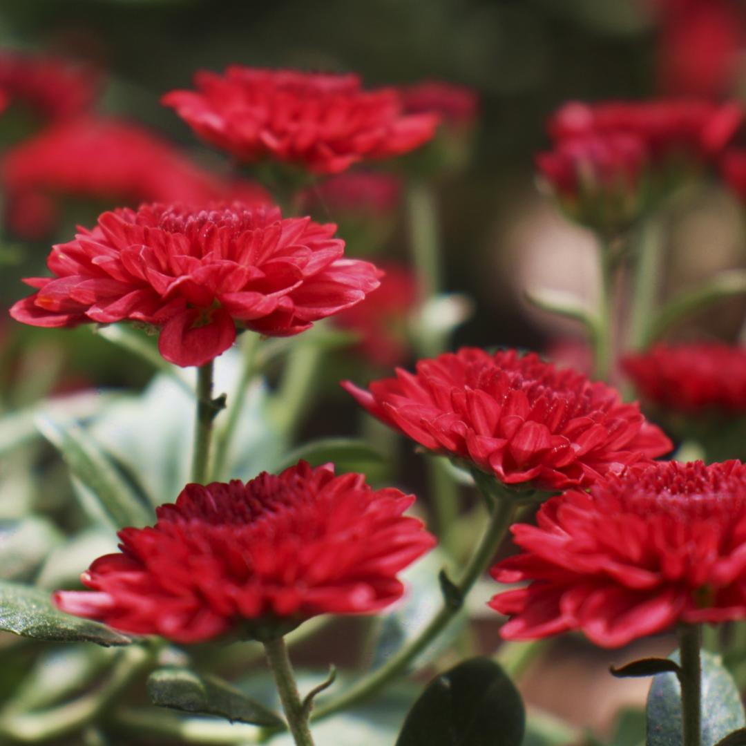 Carnation Carnation