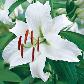 Casablanca Lily Casablanca Lily