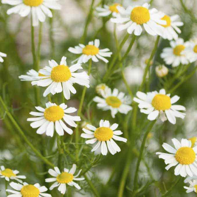 Chamomile Chamomile