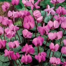 Cyclamen Cyclamen
