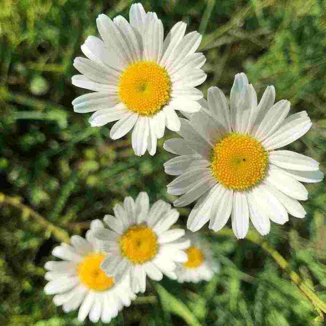 Daisy Daisy