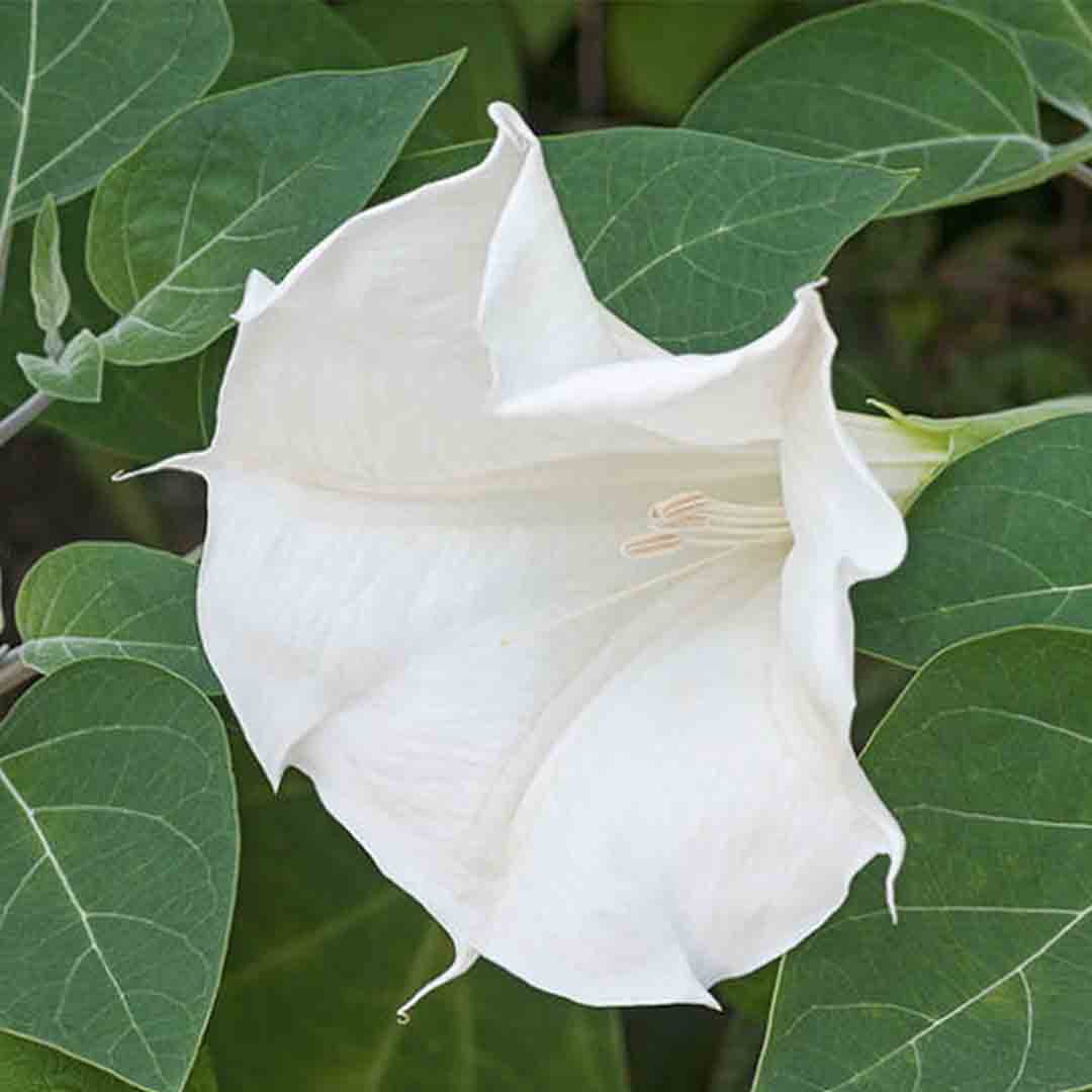 Datura Datura
