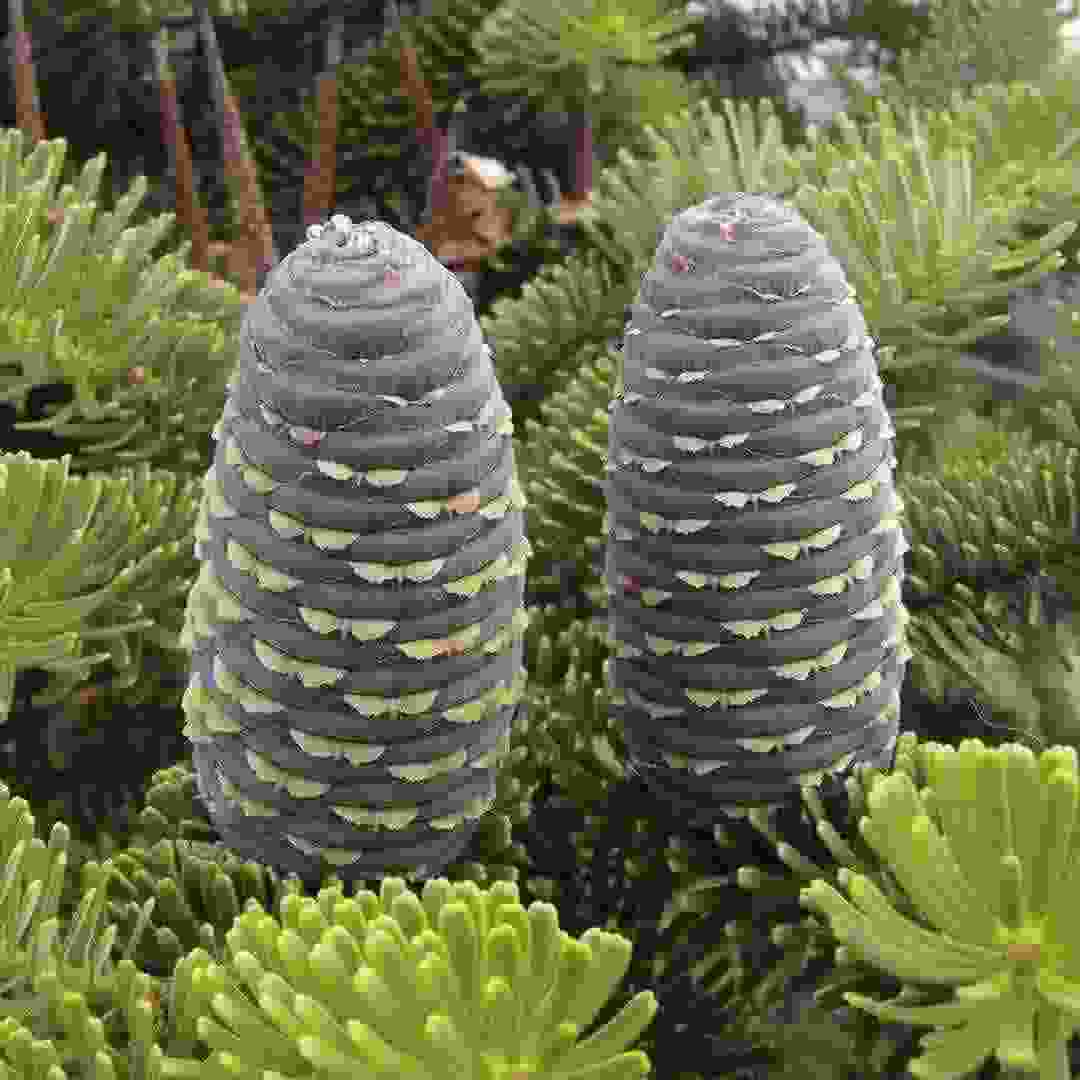 Fir Fir