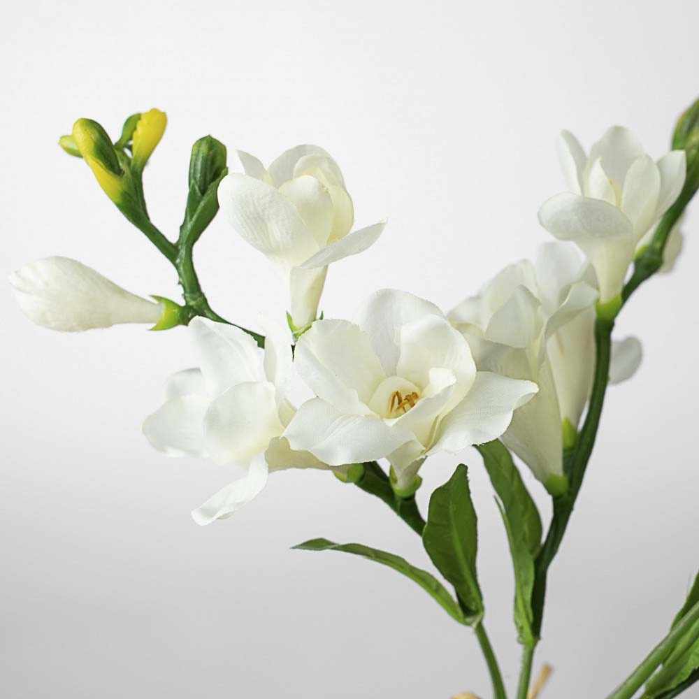 Freesia Freesia