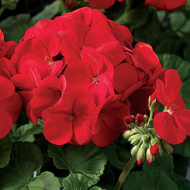 Geranium Geranium