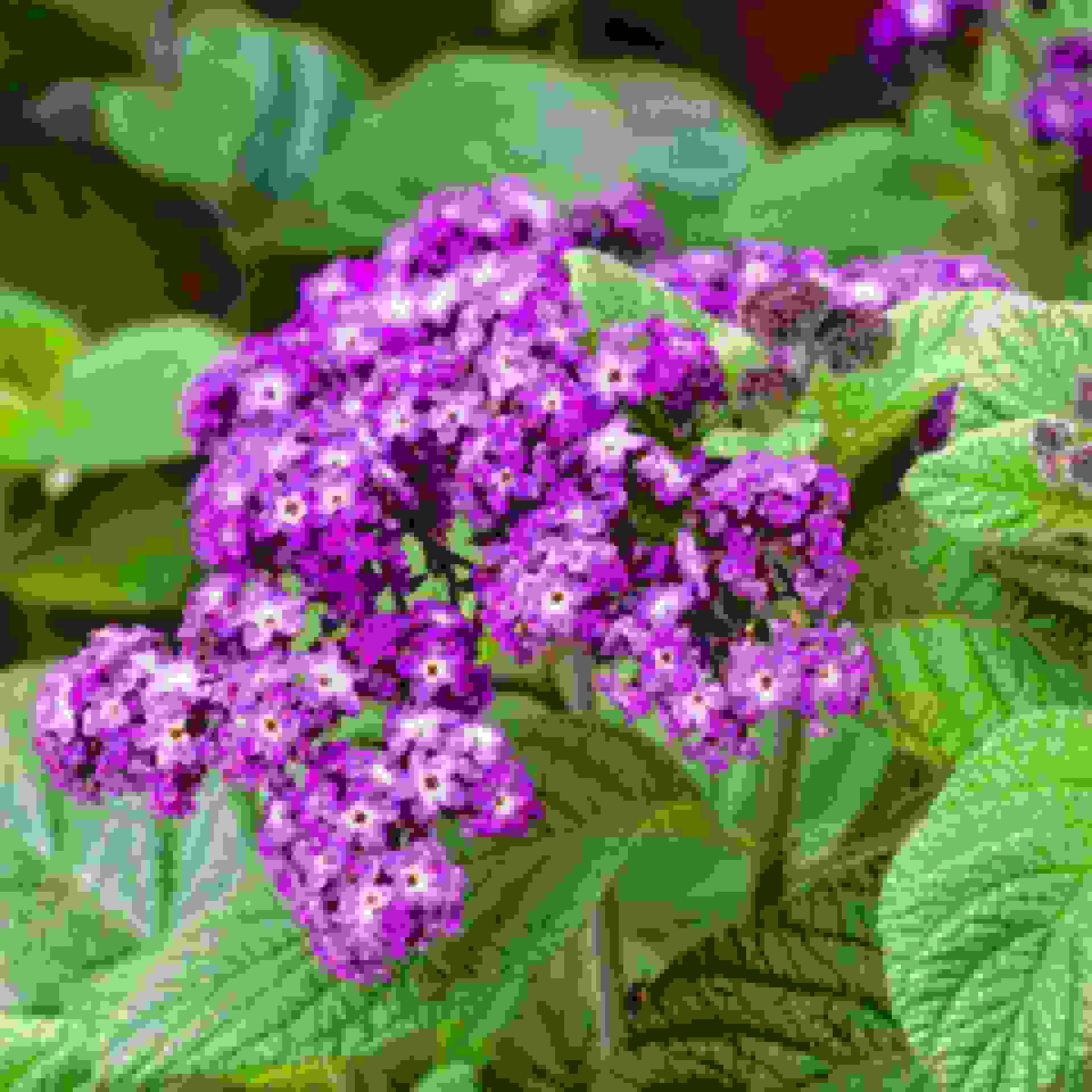 Heliotrope Heliotrope
