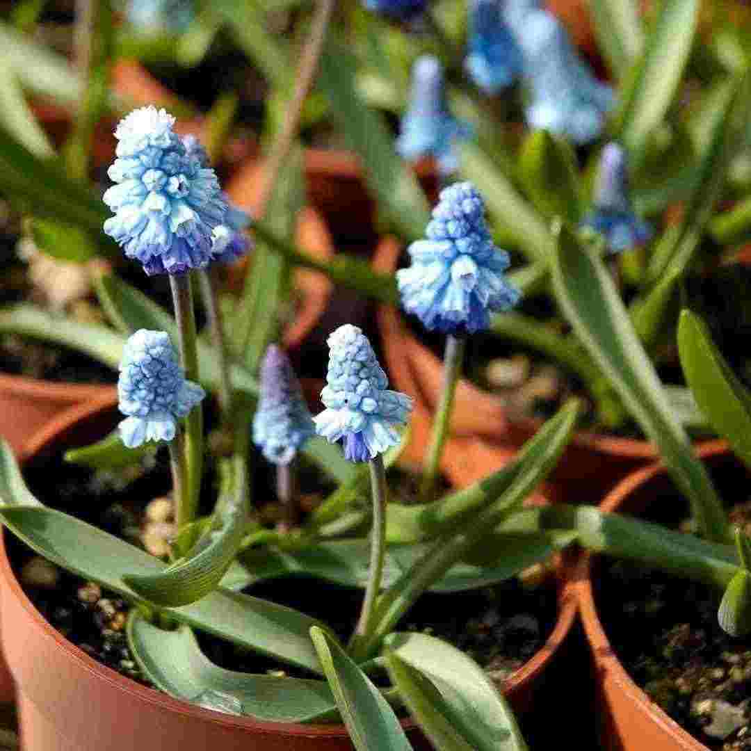 Hyacinth Hyacinth