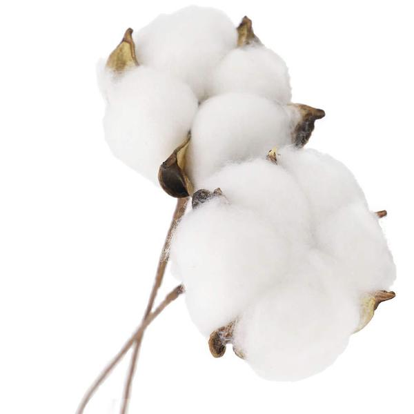 Cotton Flower Cotton Flower