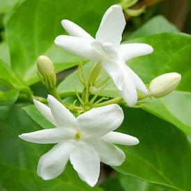Jasmine Jasmine