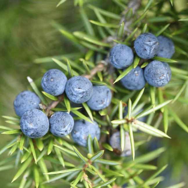 Juniper Berries Juniper Berries