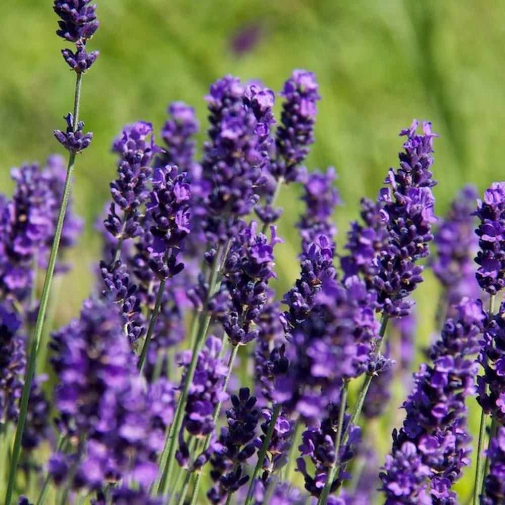 Lavender Lavender