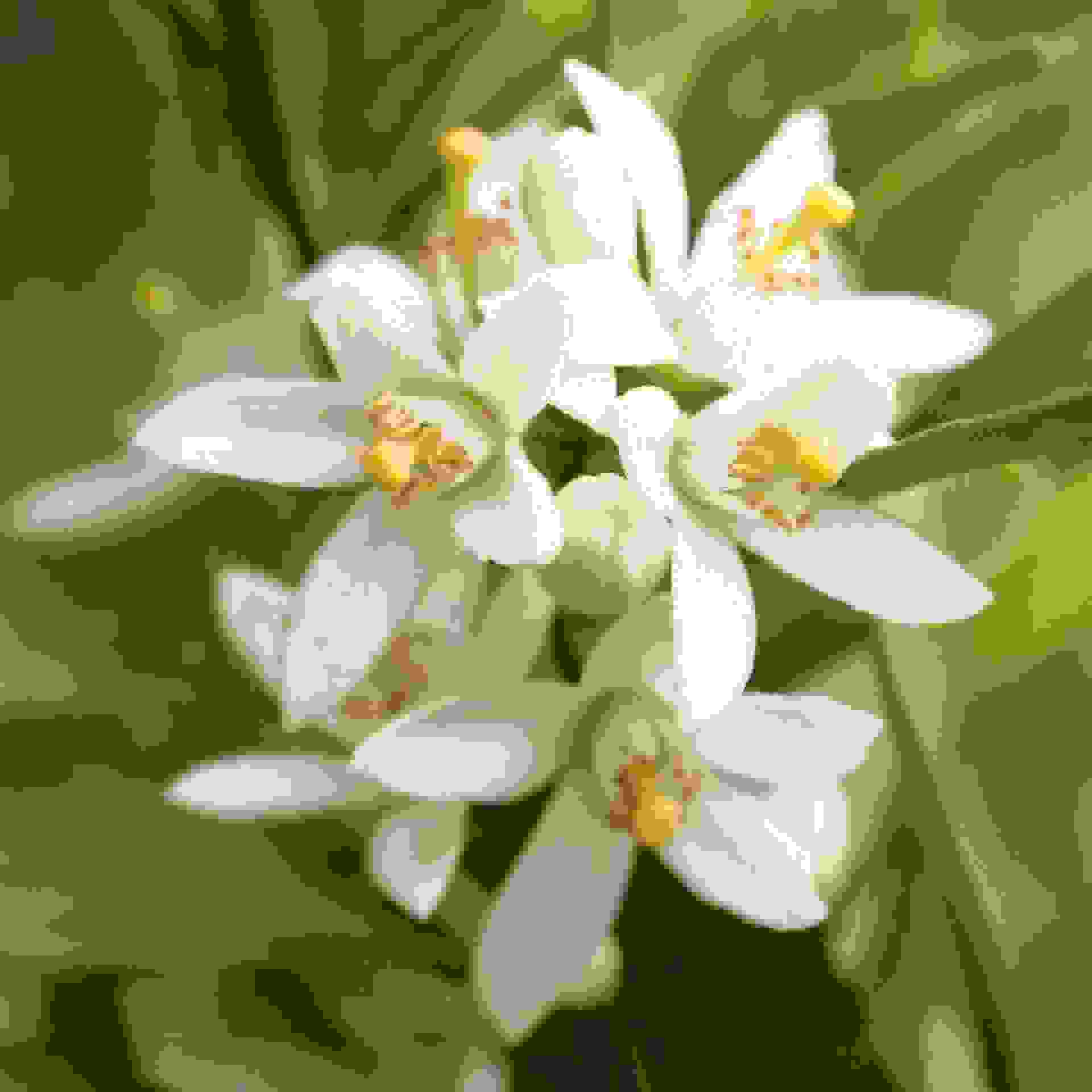 Lemon Blossom Lemon Blossom
