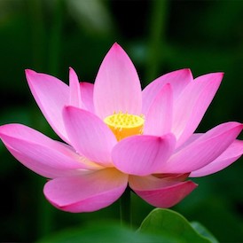 Lotus Lotus