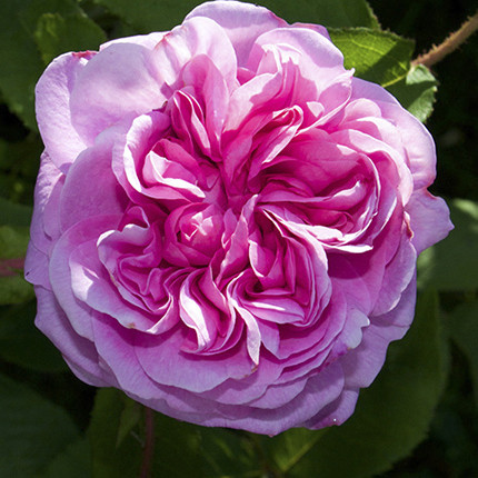 Moroccan Rose Moroccan Rose