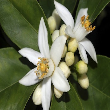 Neroli Neroli