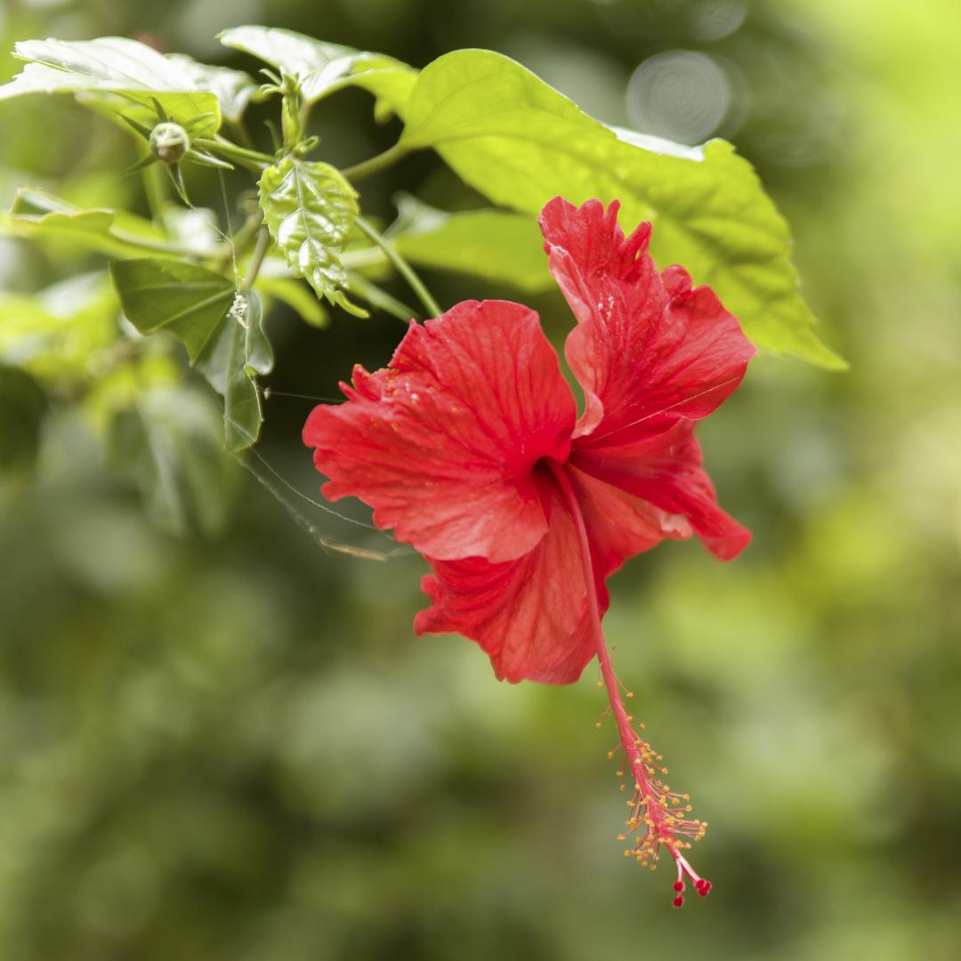 Hibiscus Hibiscus