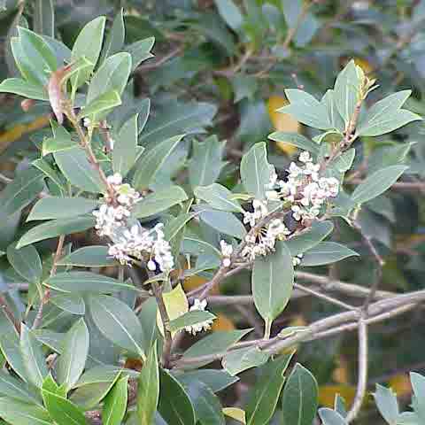 Osmanthus