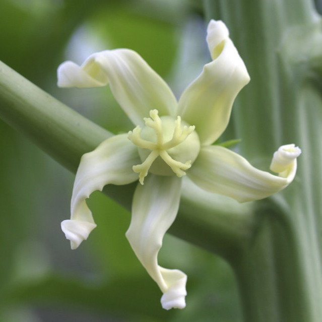 Papaya Flower Papaya Flower