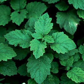 Patchouli Patchouli