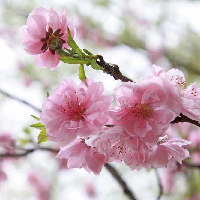 Peach Blossom Peach Blossom