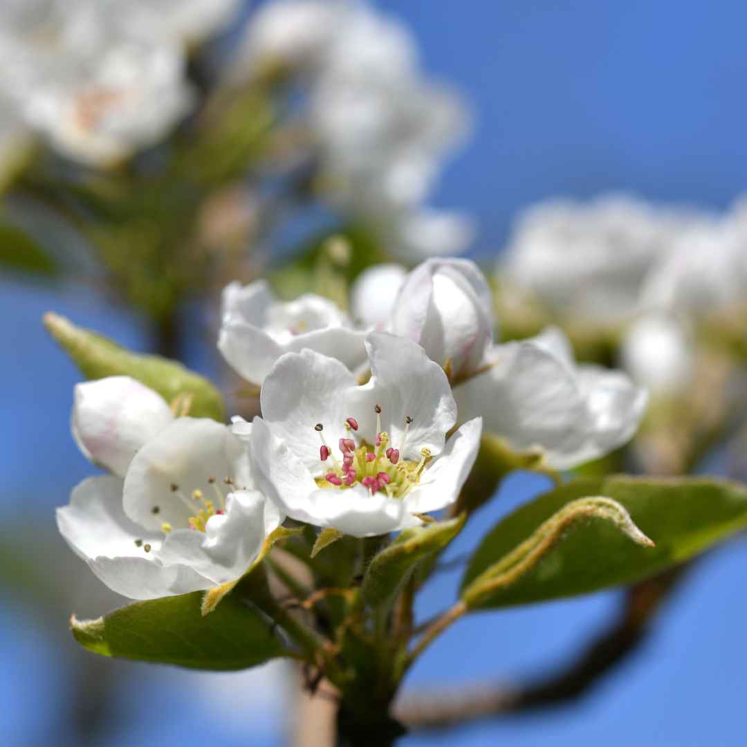 Pear Blossom