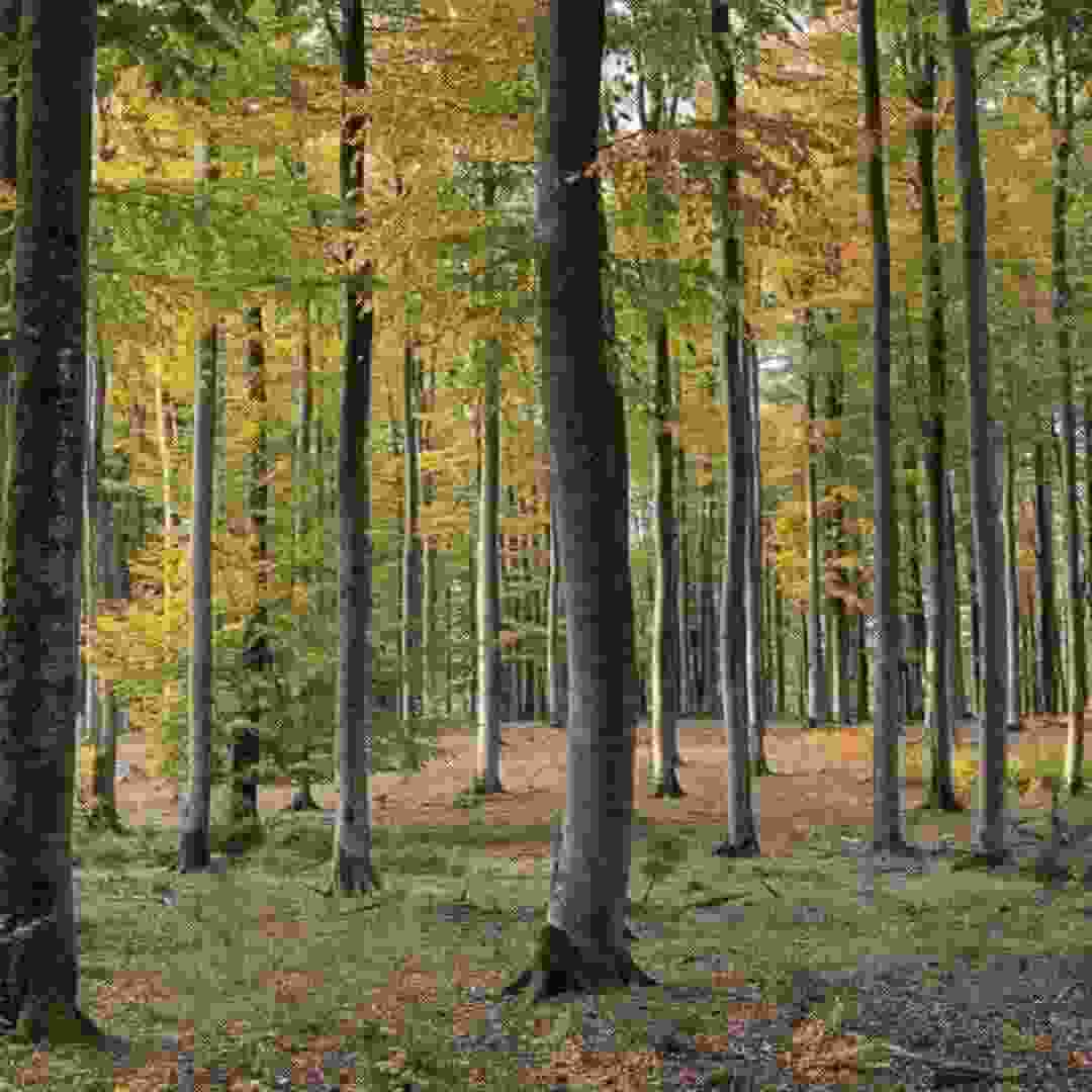 Pear Wood Pear Wood