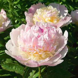 Peony Peony