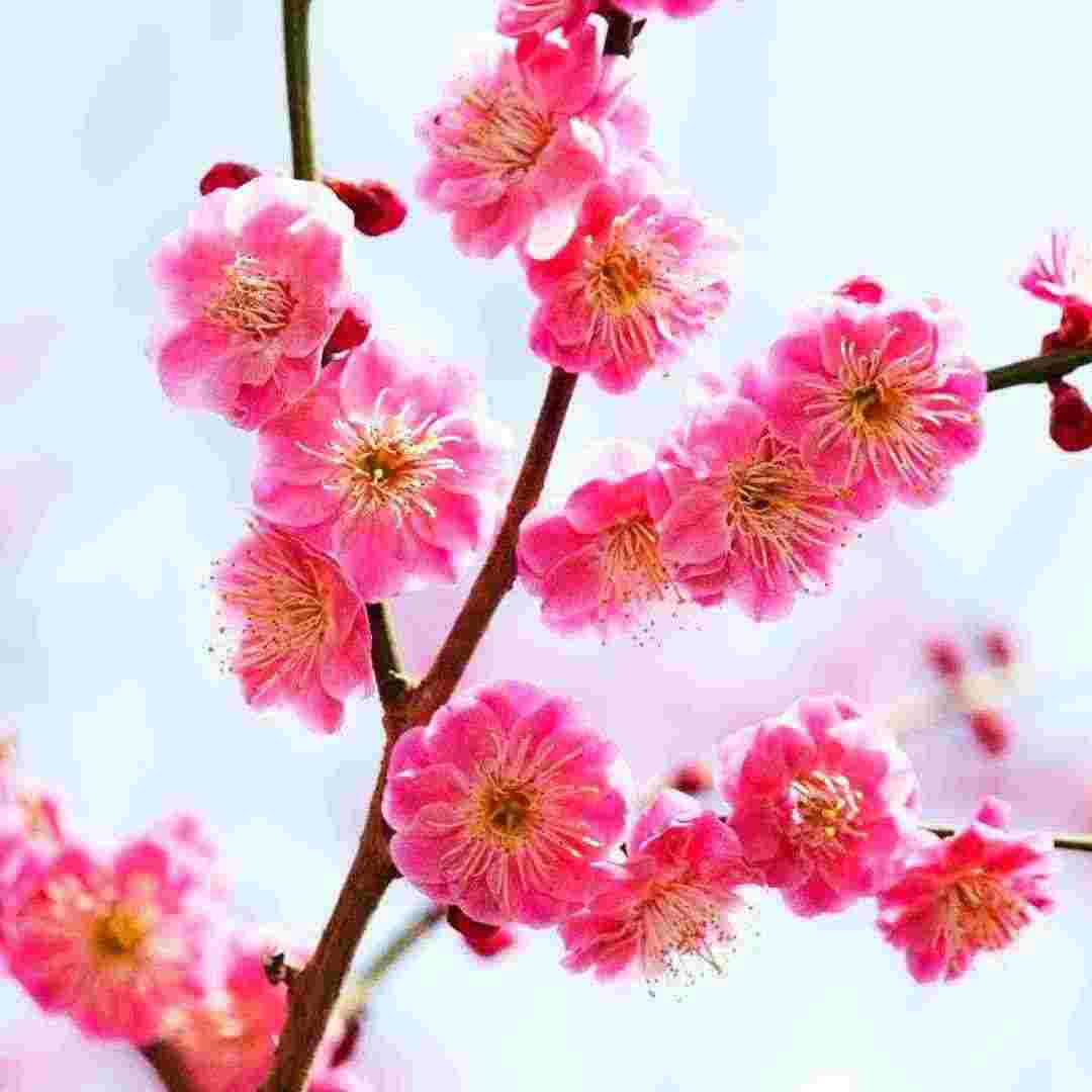 Plum Blossom