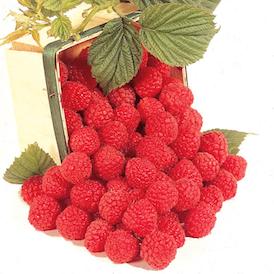 Raspberry Raspberry