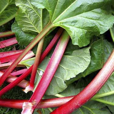 Rhubarb Leaf Rhubarb Leaf