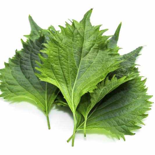 Shiso Shiso