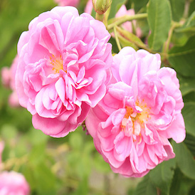 Turkish Rose Turkish Rose