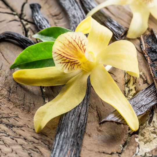 Vanilla Orchid Vanilla Orchid