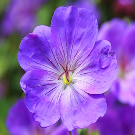 Violet Violet