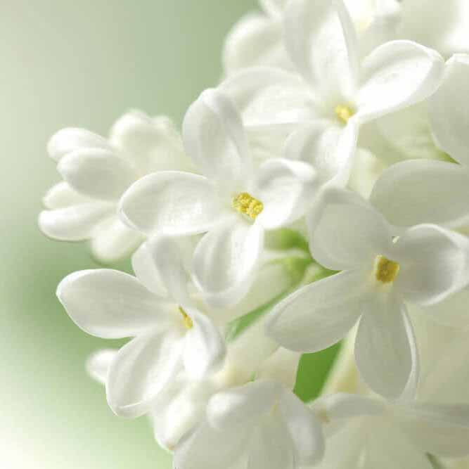 White Flowers White Flowers